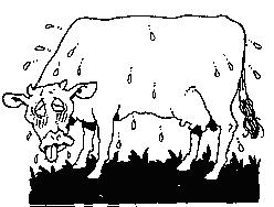 Cover photo for Help Your Cattle Beat the Heat!