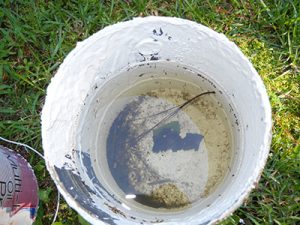paint can with rain stagnant rain water and Asian tiger mosquito larvae ("wrigglers")