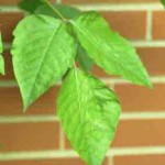 Poison ivy causes allergic dermititis