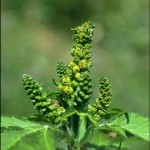 Ragweed pollen causes allergic "hay fever" in many