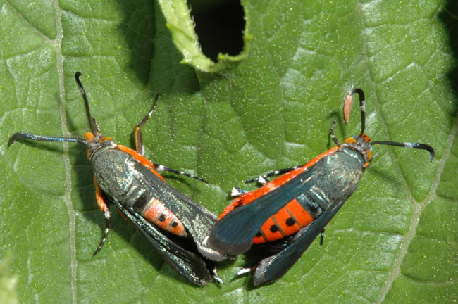 squash-vine-borers-moth