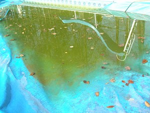 plastic tarps on pools collect water and debris.