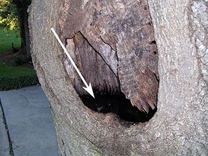 Tree holes created by damaged limbs collect water and debris for mosquito breeding (Photo - M. Waldvogel, NCSU)