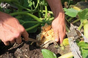 Cover photo for Beat the Squash Vine Borer