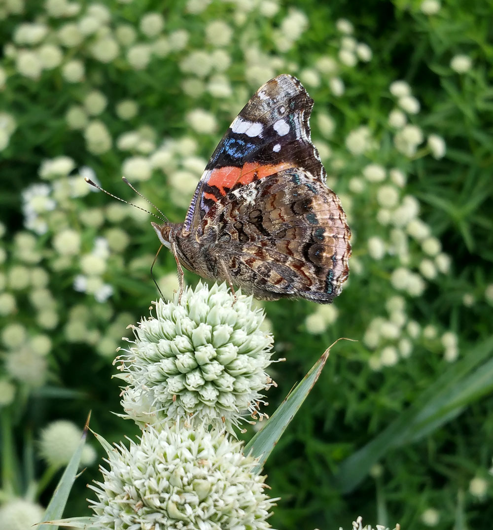 Red admiral on rattlesnake master. Photo by Debbie Roos.