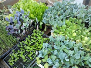 Cover photo for Vegetable Chapter, Extension Gardener Handbook, Now Available on-Line
