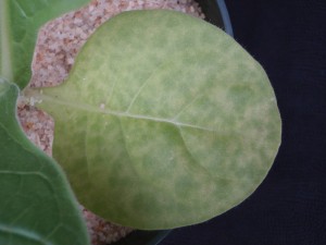 Figure 2. The olive green leaf spots seen developing here on the lower leaves are commonly associated with P deficiency. ©2016 Forensic Floriculture