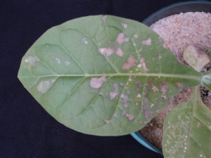 Figure 3. Necrotic spotting that occurs on the foliage of tobacco is a more intermediate to severe symptom of P deficiency. ©2016 Forensic Floriculture