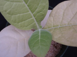 Figure 3. The progression of symptoms can easily be observed on this burley tobacco plant. With this advanced stage of symptoms, the initial pale green coloration is seen on the upper leaves, that gives way to a yellowish-green coloration on the next leaf down. As symptoms progress further, the leaf turns yellow, which is visible with the third leaf from the top. Ultimately the leaf turns a bleached-yellow coloration, as seen on the lowest leaf. The final stage of development occurs when the leaves senesce and fall off the plant. ©2016 Forensic Floriculture 