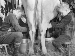Boys’ milk cows by hand