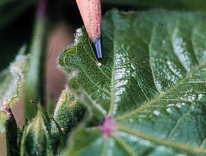 Bollworm egg on leaf