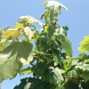 Hopper burn damage from potato leaf hopper on red maple