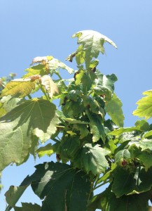 Hopper burn damage from potato leaf hopper on red maple