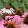 IMG_4316 - Copy