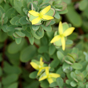 Hypericum stragulum