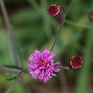 Stemless ironweed