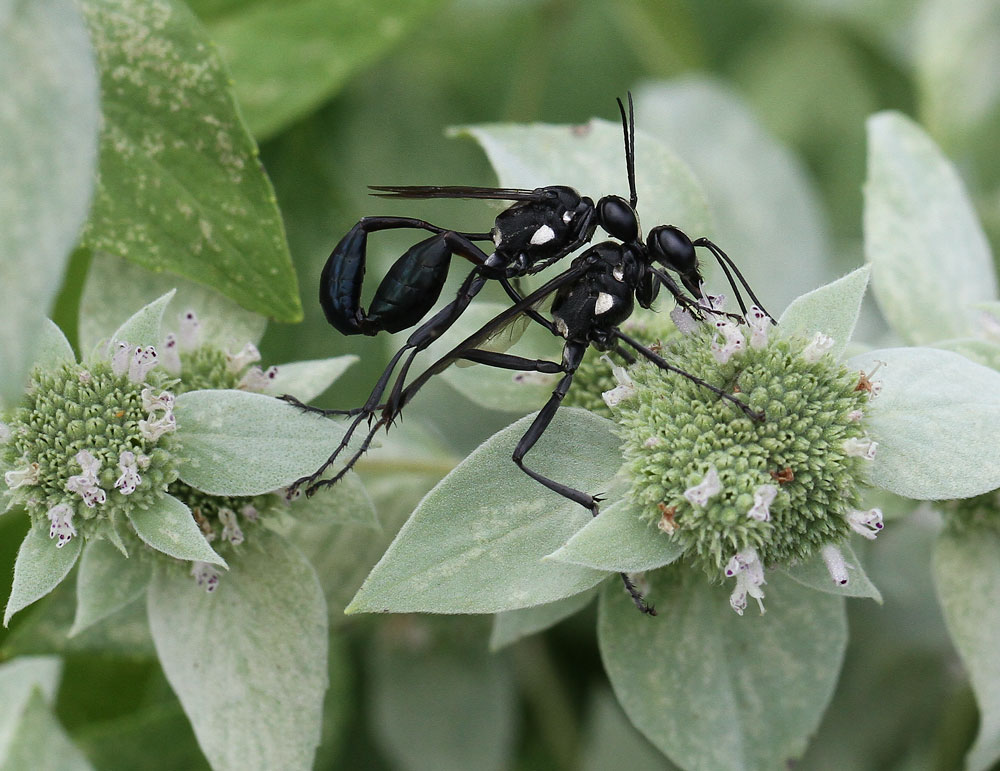 Mating black thread-waisted wasps on mountain mint. Photo by Debbie Roos.