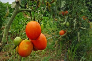 Cover photo for Fall Vegetable Garden