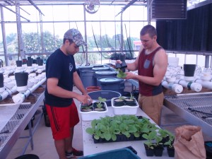 Figure 1. Installation of the tobacco seedlings into the automated nutrient disorder irrigation system, with Josh Henry, M.S. Research Assistant in Horticultural Science (left) and Paul Cockson, B.S. Research Assistant in Agroecology (right). ©2016 Forensic Floriculture 