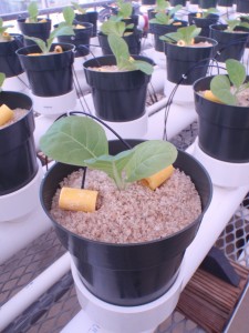 Figure 2. View of a newly transplanted burley tobacco plant in the nutrient disorder irrigation system. Note the yellow drip emitters used to deliver the nutrient solution. ©2016 Forensic Floriculture 