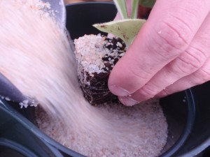 Figure 3. Close up view of adding the silica sand around the tobacco seedling. Note the use of silica sand to avoid nutrient contamination. ©2016 Forensic Floriculture 