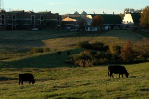 cows grazing