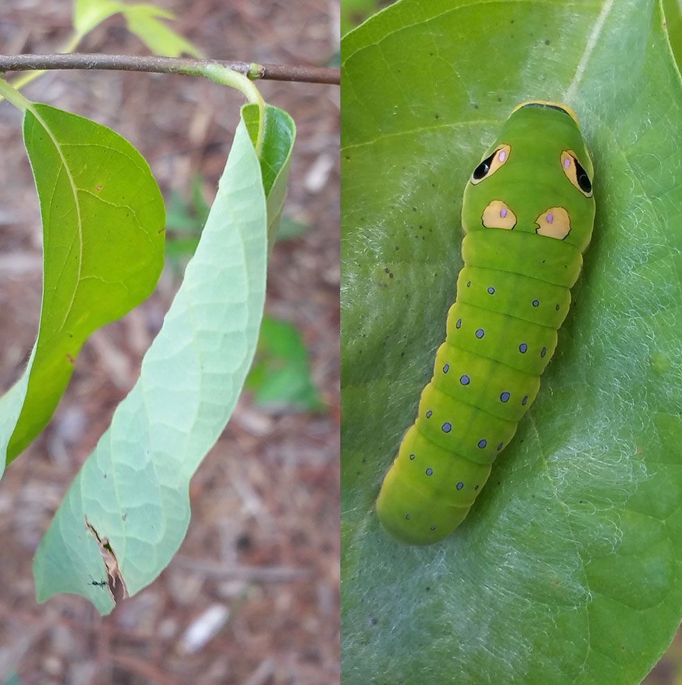 Spicebush swallowtail caterpillar on spicebush. The leaves emit a phytochemical that makes the caterpillars sensitive to sunlight so they often will spin a silk to fold the leaf over on top of them to shield themselves from the sun, coming out in the evening to feed. Photos by Debbie Roos.