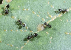 ants w honeydew