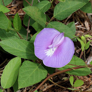 Spurred butterfly-pea