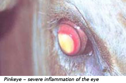 Cover photo for Try to Treat Pinkeye in Cattle Early for Best Results