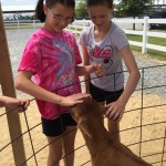 Learning about cows, while on the farm.