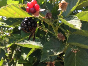 wasp on blackberry