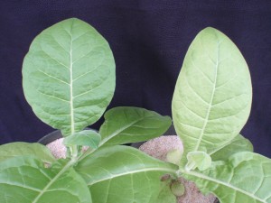 Figure 1. The initial symptoms of S deficiency include an overall chlorosis of the center foliage. These symptoms may be compared with the healthy plant on the left. ©2016 Forensic Floriculture