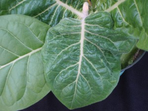 Figure 2. This crinkled leaf is a very common symptom of B deficiency that begins very quickly. ©2016 Forensic Floriculture