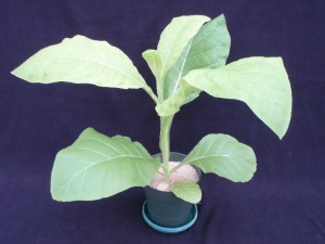Figure 2. The symptoms of sulfur deficiency can be seen moving up the plant from the center foliage. This may help one in distinguishing between sulfur deficiency and nitrogen deficiency, which occurs first on the lower foliage. ©2016 Forensic Floriculture