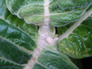 Figure 3. This cracking that occurs on the leaf midrib is another common symptom that may be seen in B deficient tobacco. ©2016 Forensic Floriculture