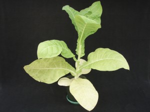 Figure 3. The intermediate symptoms of sulfur deficiency may be seen here in the form of overall chlorosis ©2016 Forensic Floriculture