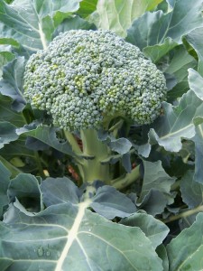 Broccoli