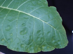 Figure 1. Initial B toxicity, note the crater like appearance of the leaf’s surface, and the marginal wrinkling. ©2016 Forensic Floriculture