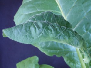 Figure 1. Initial Ca deficiency in the new foliage. Note the shepherd crook, or downward curving shape of the expanding leaf. ©2016 Forensic Floriculture