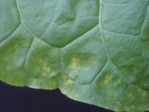 Figure 2. Intermediate B toxicity will manifest as interveinal chlorosis along the leaf margin. Also note the yellowing of the depressed areas of the leaf. ©2016 Forensic Floriculture