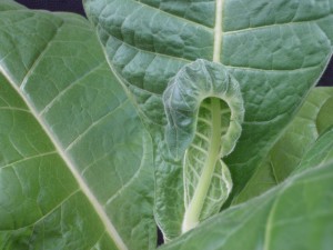 Figure 2. Intermediate Ca deficiency symptoms. Note the yellowing on the leaf margin. ©2016 Forensic Floriculture