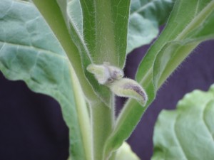 Figure 4. Advanced Ca starvation will result in the death of the growing tips, note the darker, spongy appearance of the terminal buds. ©2016 Forensic Floriculture