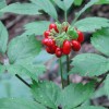 ginseng plant with red berry cluster