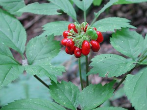 ginseng plant with red berry cluster