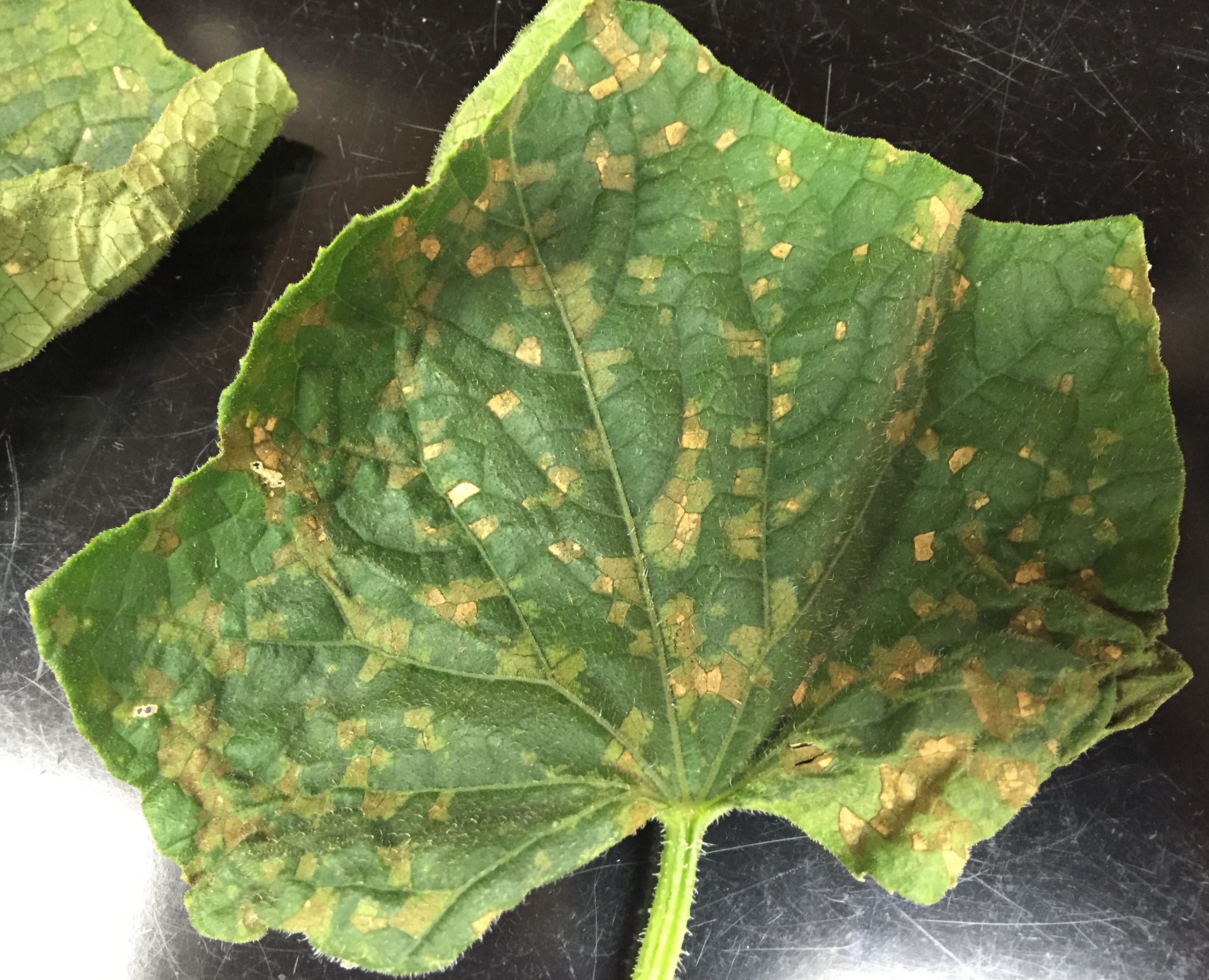 Downy mildew on cucumber leaf