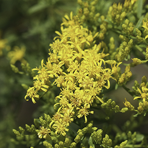 Solidago pinetorum