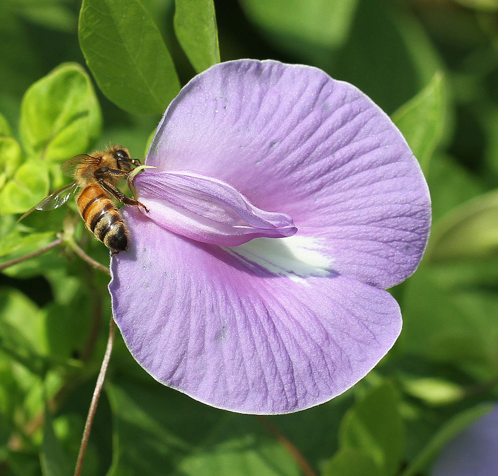 The honey bees seem quite interested in spurred butterfly pea, a native vine planted as a groundcover. Photo by Debbie Roos.