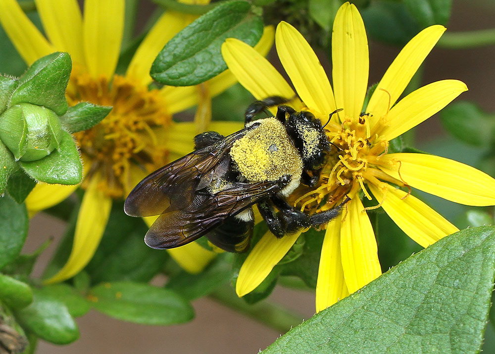 Carpenter bee on starry rosinweed