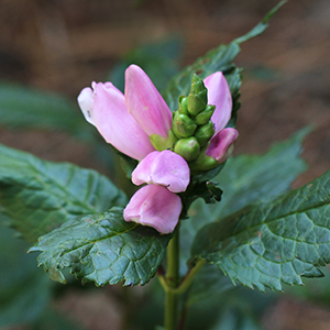 Pink turtlehead